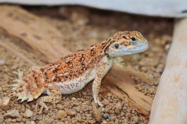 Lizards kaufen und verkaufen Photo: 1,1 Xenagama taylori - NZ 1.2024