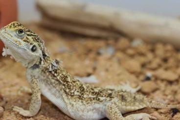 Lizards kaufen und verkaufen Photo: 1,0 Xenagama wilmsi , NZ 2022