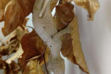 Geckos kaufen und verkaufen Foto: Uroplatus und Eurydactylodes ENZ  zur Abgabe