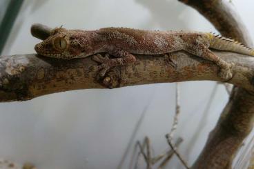 Geckos kaufen und verkaufen Photo: Strophurus ENZ zur Abgabe 