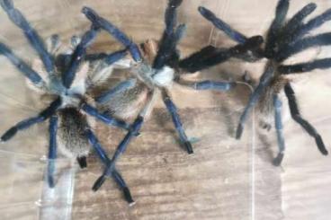 Spinnen und Skorpione kaufen und verkaufen Foto: Verschiedene Vogelspinnen für Versand