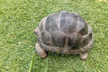 Schildkröten  kaufen und verkaufen Foto: Aldabrachelys gigantea            