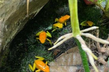 Pfeilgiftfrösche kaufen und verkaufen Foto: P.bicolor uraba zur Abholung