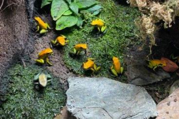 Poison dart frogs kaufen und verkaufen Photo: Biete für Hamm oder zur Abholung