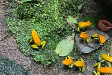 Poison dart frogs kaufen und verkaufen Photo: P.bicolor uraba für MHF oder zur Abhohlung