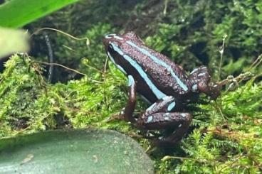 Poison dart frogs kaufen und verkaufen Photo: Biete für Hamm oder zur Abholung E.Anthonyi Rio Saladillo