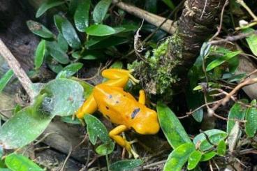 Poison dart frogs kaufen und verkaufen Photo: Biete für Hamm D.leucomelas bolivar gold