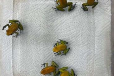 Poison dart frogs kaufen und verkaufen Photo: Biete für Hamm oder zur Abholung P.bicolor Poison dart frogs kaufen und verkaufen Photo: Biete für Hamm oder zur Abholung P.bicolor