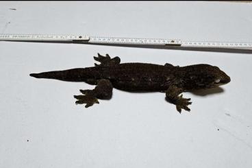 Geckos kaufen und verkaufen Foto: Rhacodactylus Leachianus, Mniarogekko Chahoua & Jalu 