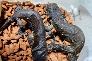 Geckos kaufen und verkaufen Foto: Rhacodactylus Leachianus melanistic 