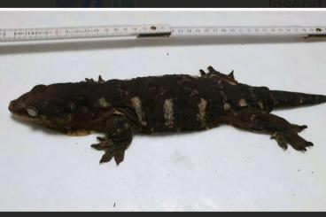 Geckos kaufen und verkaufen Photo: Rhacodactylus Leachianus Mniarogekko Chahoua Pine Island Geckos kaufen und verkaufen Photo: Rhacodactylus Leachianus Mniarogekko Chahoua Pine Island