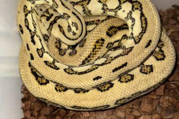 Pythons kaufen und verkaufen Foto: Morelia spilota - carpet pythons