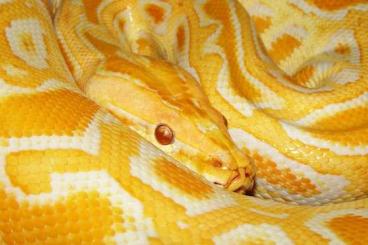 Schlangen kaufen und verkaufen Foto: Burmese Pyhton - Python bivittatus (Adults)