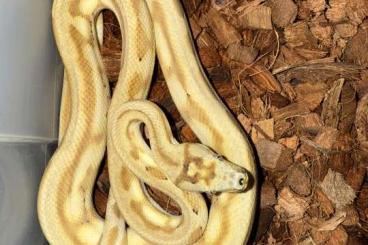 Pythons kaufen und verkaufen Foto: Carpet Pythons - Morelia spilota