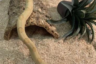 Nattern ungiftige  kaufen und verkaufen Foto: Bogertophis subocularis Trans peco ratsnake 