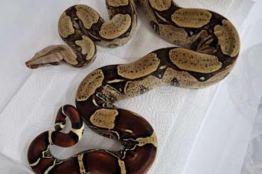Snakes kaufen und verkaufen Photo: 1.1 Surinam Hamm Übergabe Snakes kaufen und verkaufen Photo: 1.1 Surinam Hamm Übergabe