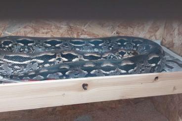 Snakes kaufen und verkaufen Photo: 0.2 Nördliche Madagaskarboa Adult Hamm Snakes kaufen und verkaufen Photo: 0.2 Nördliche Madagaskarboa Adult Hamm
