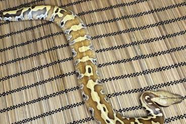 Pythons kaufen und verkaufen Photo: Python Brongersmai (Banka x Genetic Stripe)