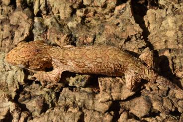 Echsen  kaufen und verkaufen Foto: Diverse geckos (Houten or Hamm)