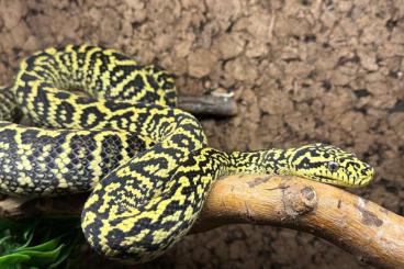 Pythons kaufen und verkaufen Foto: Motels spilota cheynei GB x VPI Pythons kaufen und verkaufen Foto: Motels spilota cheynei GB x VPI
