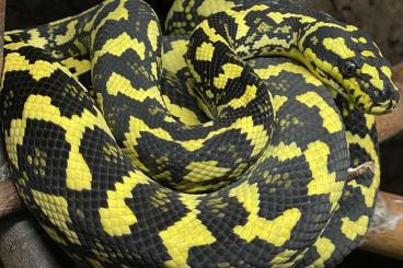 Pythons kaufen und verkaufen Photo: Morelia spilota cheynei VPI x GB Pythons kaufen und verkaufen Photo: Morelia spilota cheynei VPI x GB