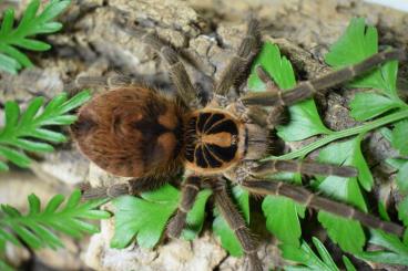 Spinnen und Skorpione kaufen und verkaufen Foto: Davus sp. chiapas, Citharacanthus cyaneus, Brachypelma hamorii