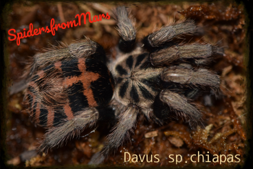 Spinnen und Skorpione kaufen und verkaufen Foto: Female and Bulsk Poecilotheria,Caribena,Chiapas,fasciaaurinigra