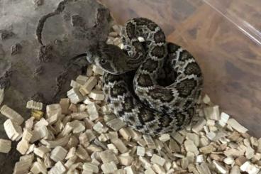 Giftschlangen kaufen und verkaufen Foto: Crotalus atrox CB24 0.0.6