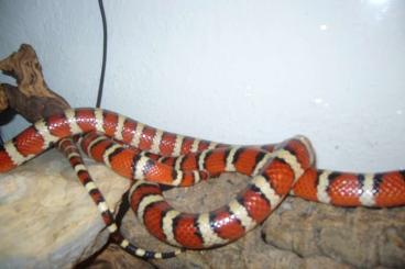 Snakes kaufen und verkaufen Photo: Lampropeltis Pyromelana                     