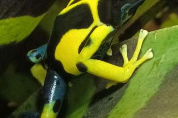 Poison dart frogs kaufen und verkaufen Photo: Hamm September                        