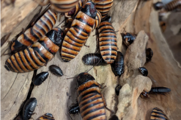 Myriapoda kaufen und verkaufen Photo: Mixed millipedes               