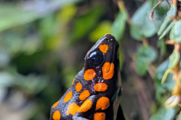 Poison dart frogs kaufen und verkaufen Photo: For Hamm December            