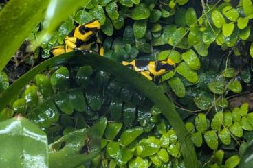 Poison dart frogs kaufen und verkaufen Photo: Oophaga and more for hamm march