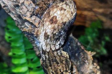 Geckos kaufen und verkaufen Foto: 3 Eurydactylodes occidentalis NZ23 1.0 Mniarogekko chahoua Pine Island