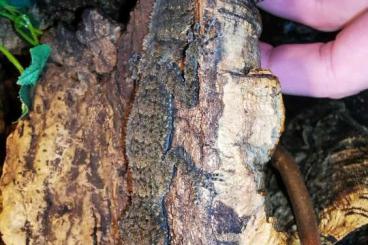Geckos kaufen und verkaufen Photo: Australische & Neukaledonische Geckos abzugeben Geckos kaufen und verkaufen Photo: Australische & Neukaledonische Geckos abzugeben