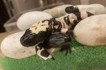 Lizards kaufen und verkaufen Photo: 0,0,4 Heloderma suspectum 2024 Lizards kaufen und verkaufen Photo: 0,0,4 Heloderma suspectum 2024