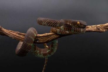 Giftschlangen kaufen und verkaufen Foto: Crotalus pyrrhus, Craspedocephalus gramineus, Trimeresurus andersoni