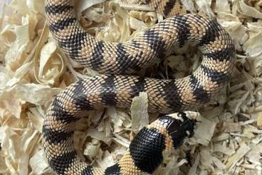 Venomous snakes kaufen und verkaufen Photo: x.x Aspidelaps lubricus cowlesi