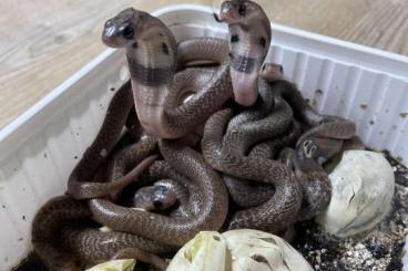 Giftschlangen kaufen und verkaufen Foto: x.x Naja naja (spectacled cobras) cb24