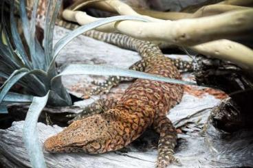 Warane kaufen und verkaufen Foto: 1.0 Varanus pilbarensis (proven breeder)