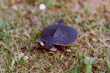Sumpfschildkröten kaufen und verkaufen Foto: 21 Emydura subglobosa Nachzucht 2024