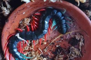 Myriapoda kaufen und verkaufen Photo:  Verkaufe verschiedene Scolopendra 