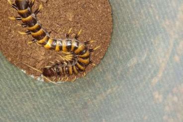 Myriapoda kaufen und verkaufen Photo:  Verkaufe verschiedene Scolopendra Versand möglich