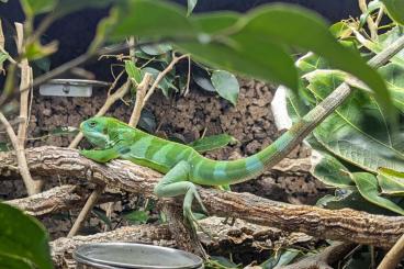 Lizards kaufen und verkaufen Photo: 1.0 Brachylophus fasciatus Fidschi Leguan 