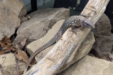 Lizards kaufen und verkaufen Photo: 1.0 Timon kurdistanicus Zagros Perleidechse 