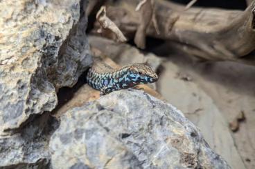 Echsen  kaufen und verkaufen Foto: MIlos Mauereidechsen Podarcis milensis