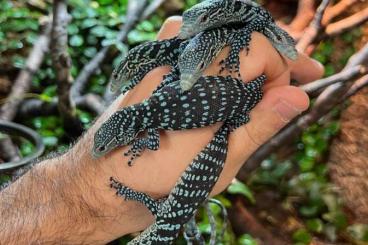 Warane kaufen und verkaufen Foto: Varanus Macraei / Kordensis / Primordius / Kingorum Lucy