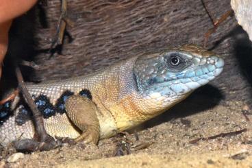 Lizards kaufen und verkaufen Photo: Timon princeps NZ VIII-IX 2023                