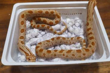 Snakes kaufen und verkaufen Photo: Heterodon/Hognose nasicus