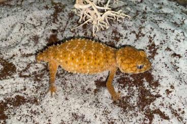 Geckos kaufen und verkaufen Photo: Nephrurus Amyae pilbarensis and Milii 